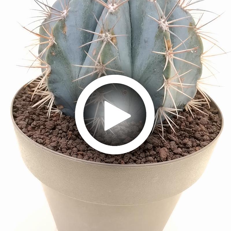 Melocactus azureus - Giromagi
