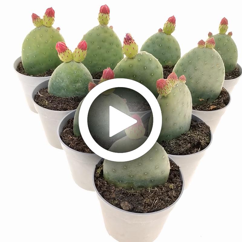 Opuntia inamoena 10 pcs. - Giromagi