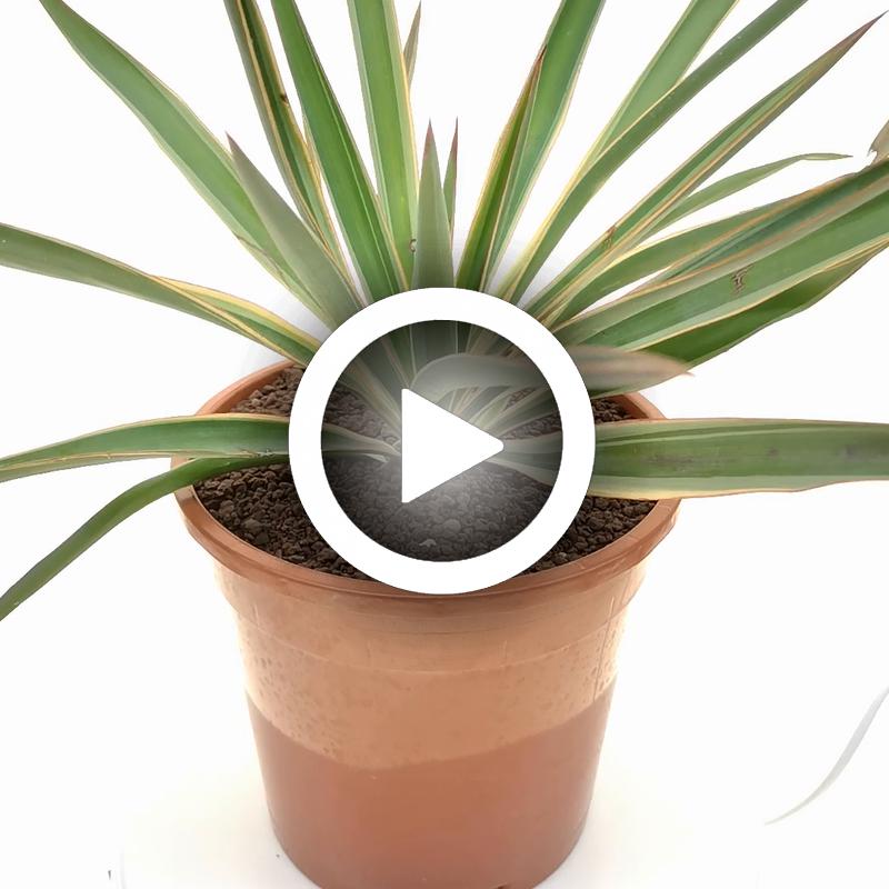 Yucca gloriosa cv. Aureovariegata - Giromagi