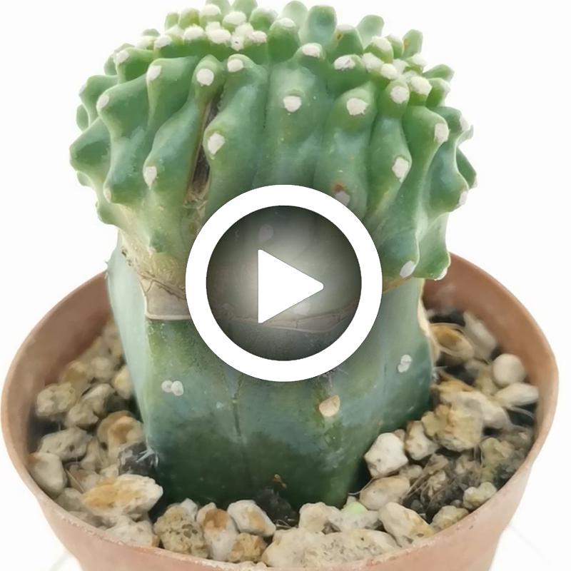 Echinocereus triglochidiatus var. mojavensis f. inermis crestata - Giromagi