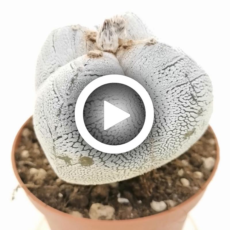 Astrophytum myriostigma cv. Onzuka var. quadricostatum v-type - Giromagi