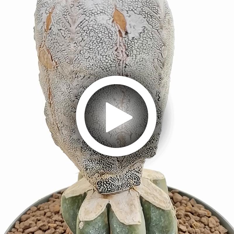 Astrophytum myriostigma cv. Onzuka V-type Hakuun f. columnare - Giromagi