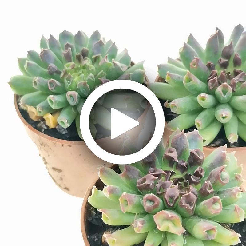 Sempervivum tectorum cv. Oddity 10 pcs - Giromagi