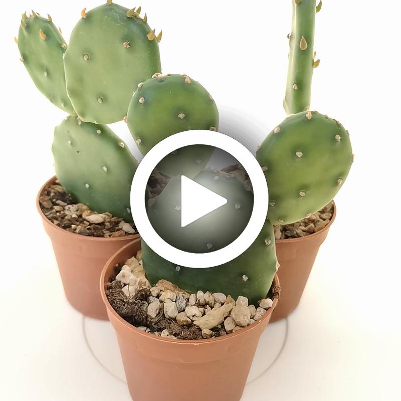 Opuntia humifusa - Giromagi
