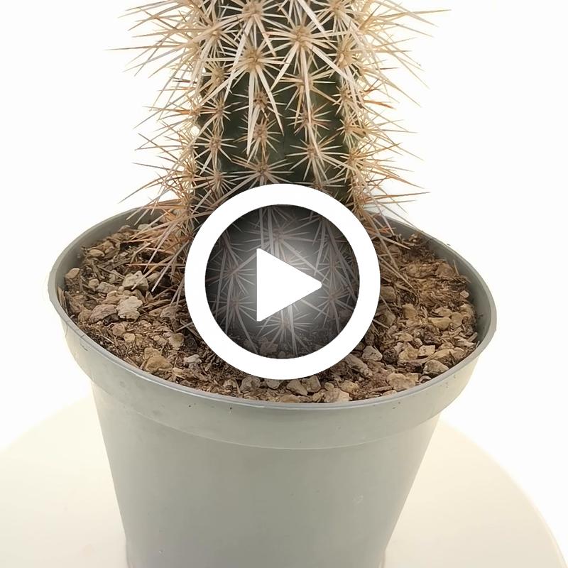 Echinocereus engelmannii var. armatus - Giromagi