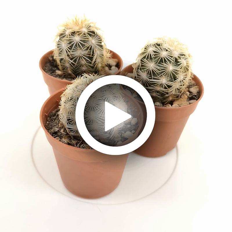 Echinocereus viridiflorus var. correllii - Giromagi
