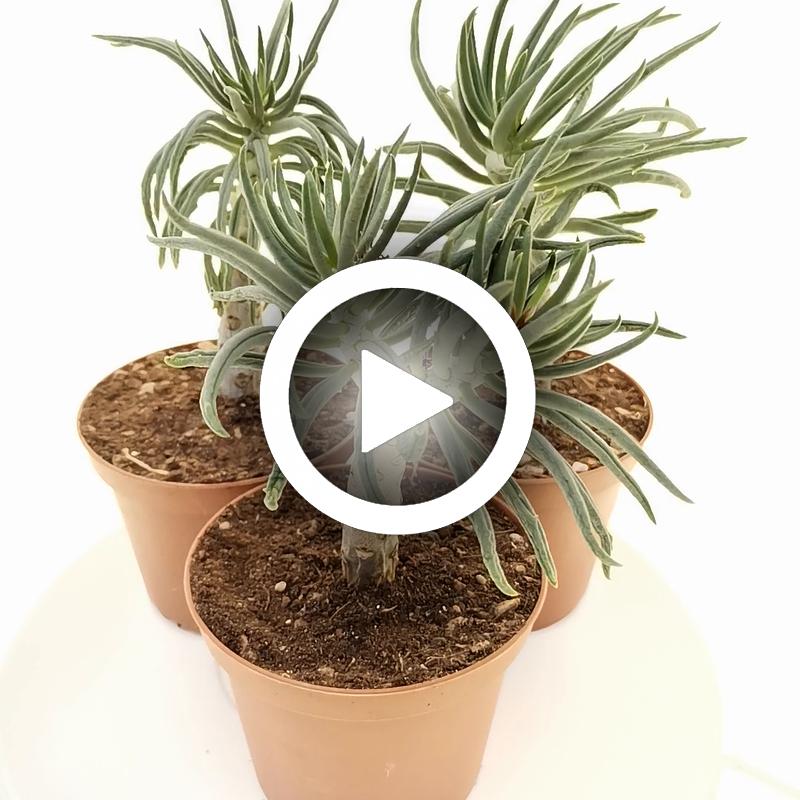 Tylecodon pearsonii - Giromagi