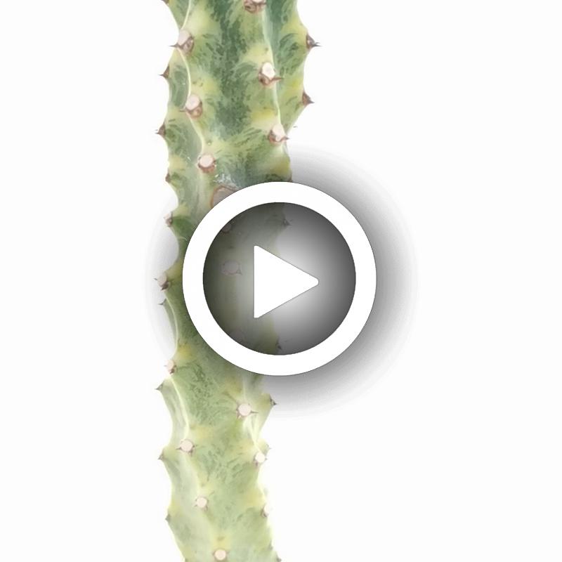 Euphorbia neriifolia f. variegata - Giromagi