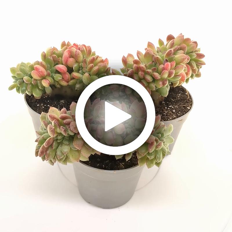 Echeveria 'Fantasia Carol' f. crestata - Giromagi
