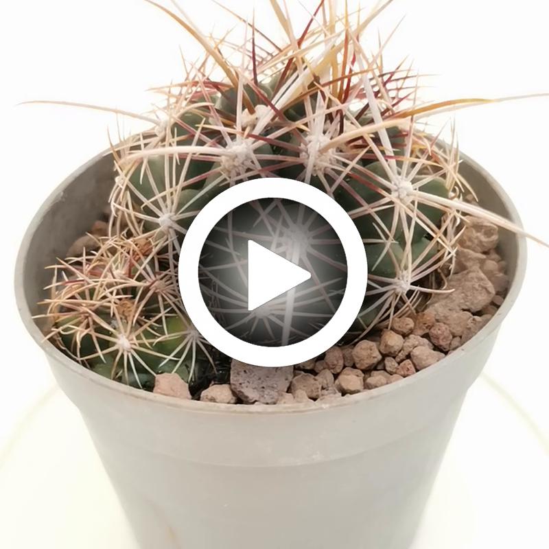 Thelocactus bicolor var. texensis - Giromagi