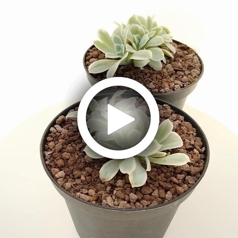 Echeveria 'Lemon Rose' f. variegata crestata - Giromagi