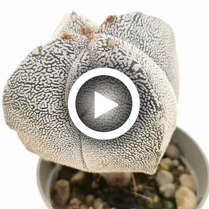 Astrophytum myriostigma cv. Onzuka Fukuryu ((Type A) quadricostatum - Giromagi