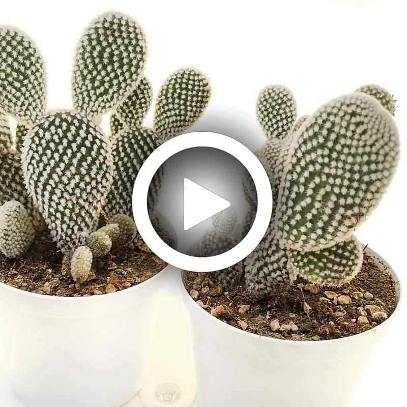 Opuntia microdasys cv. albata - Giromagi