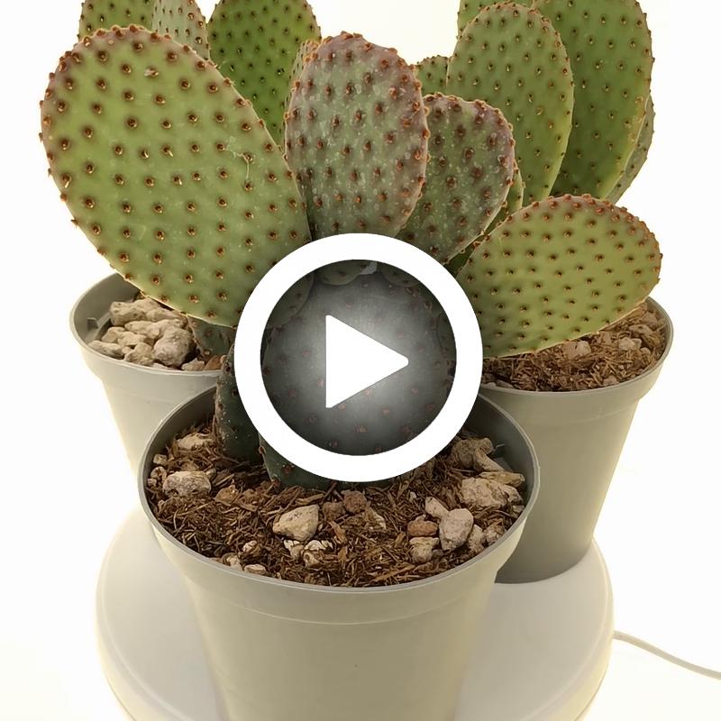 Opuntia microdasys subs. rufida cv. Indigo - Giromagi