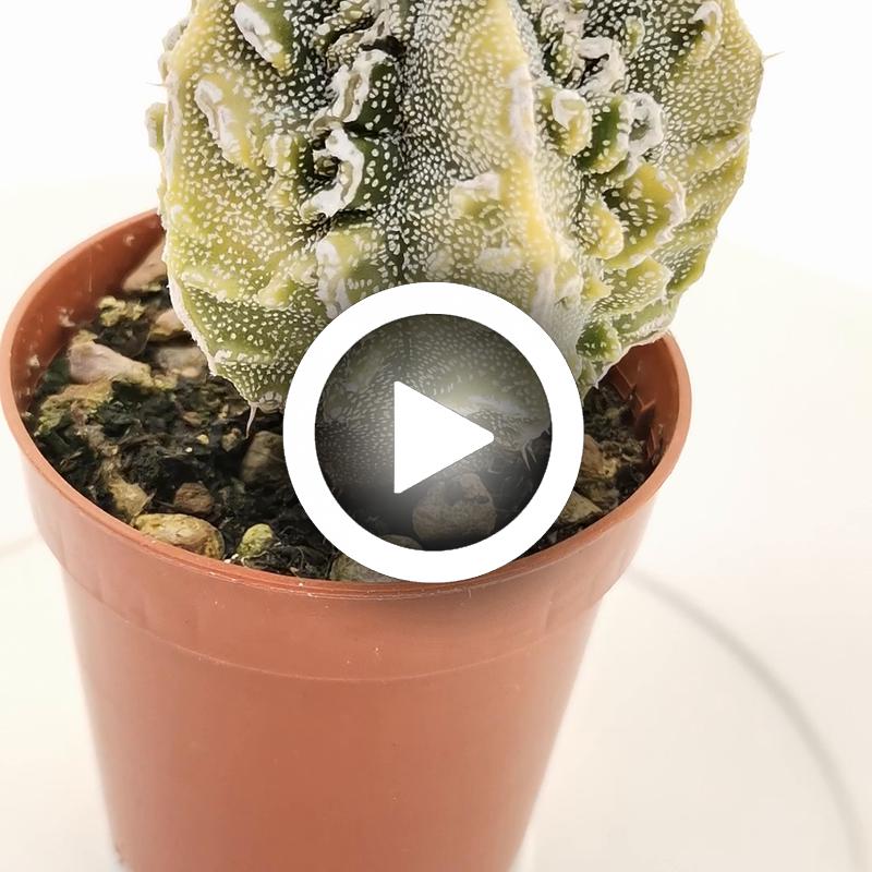 Astrophytum myriostigma cv. Fukuryu (type B) f. variegata - Giromagi