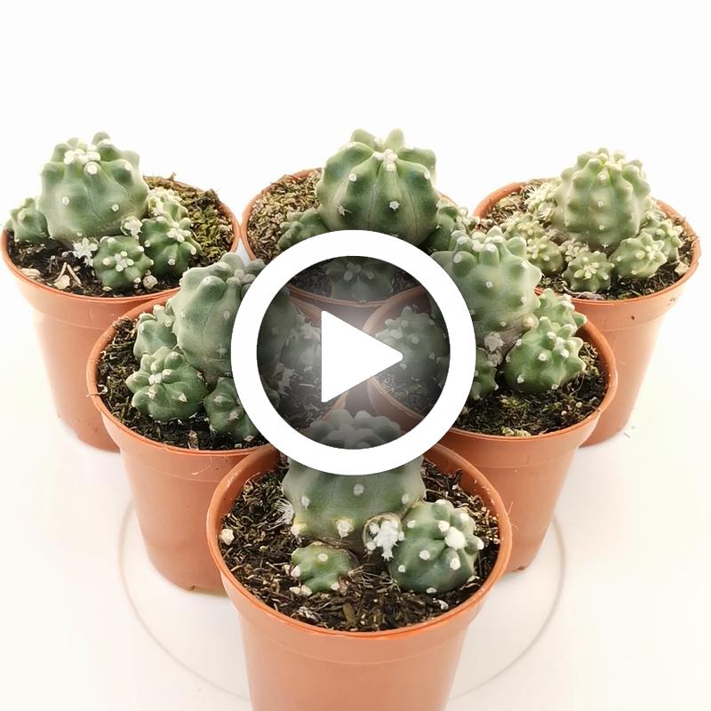 Echinocereus triglochidiatus var. mojavensis f. inermis - Giromagi