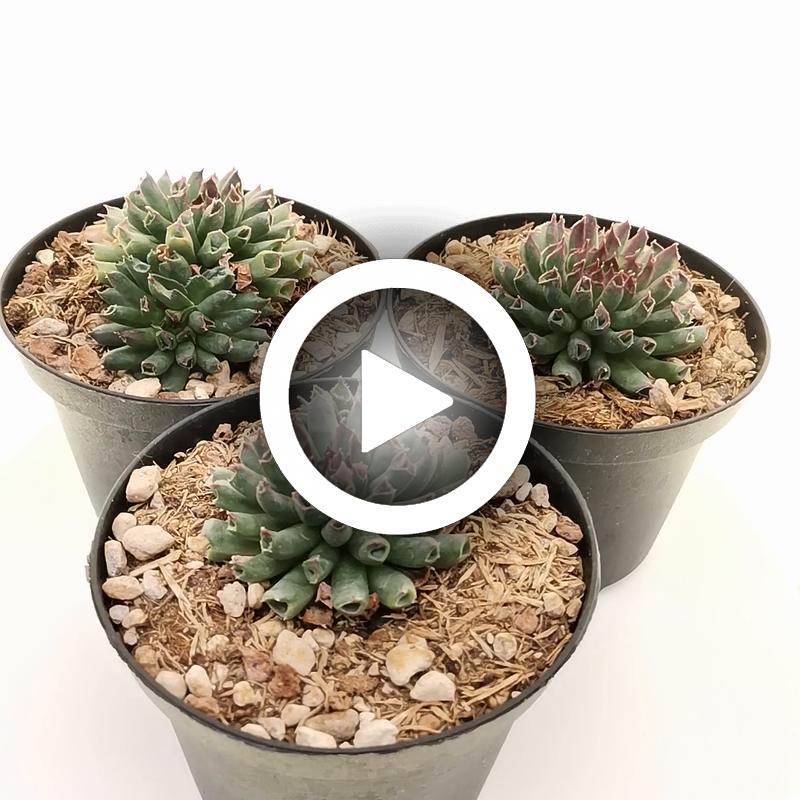 Sempervivum tectorum cv. Oddity - Giromagi
