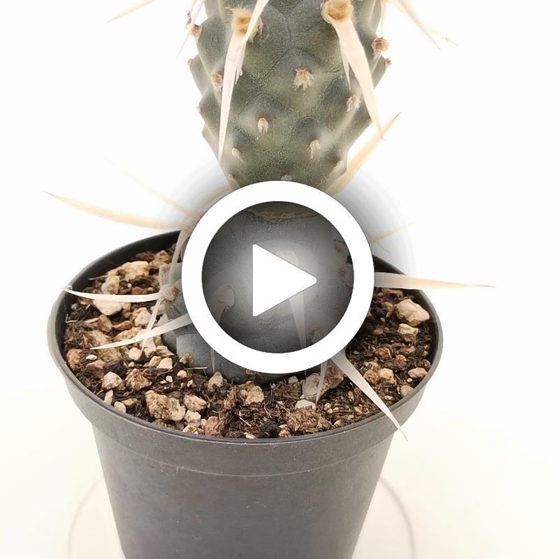 Tephrocactus articulatus var. papyracanthus - Giromagi