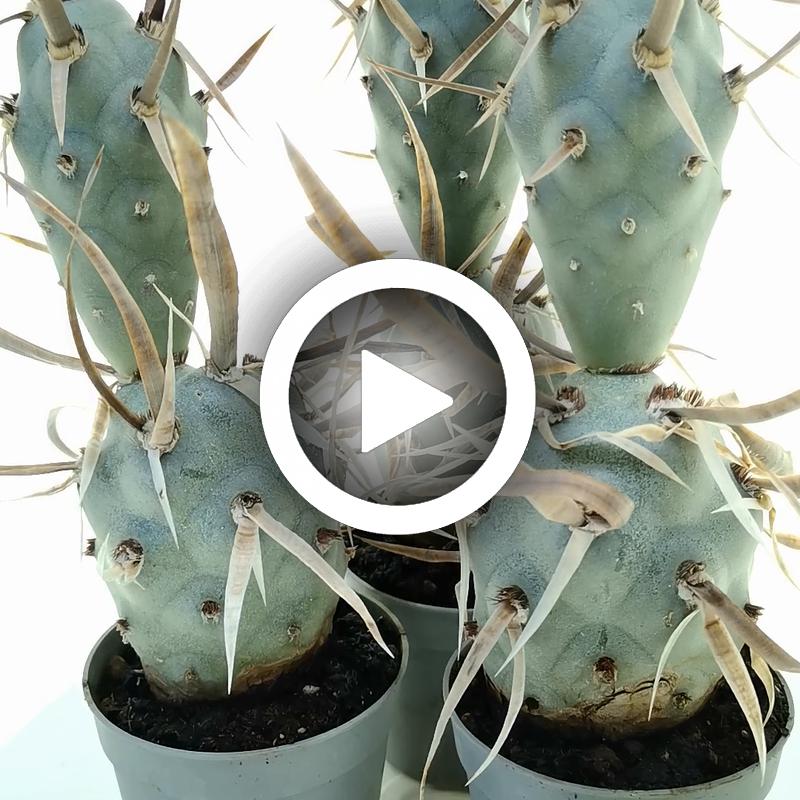 Tephrocactus articulatus var. papyracanthus - Giromagi