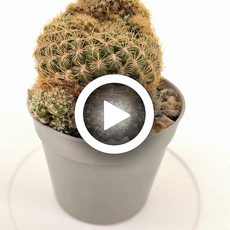 Sulcorebutia candiae f. prolifera - Giromagi