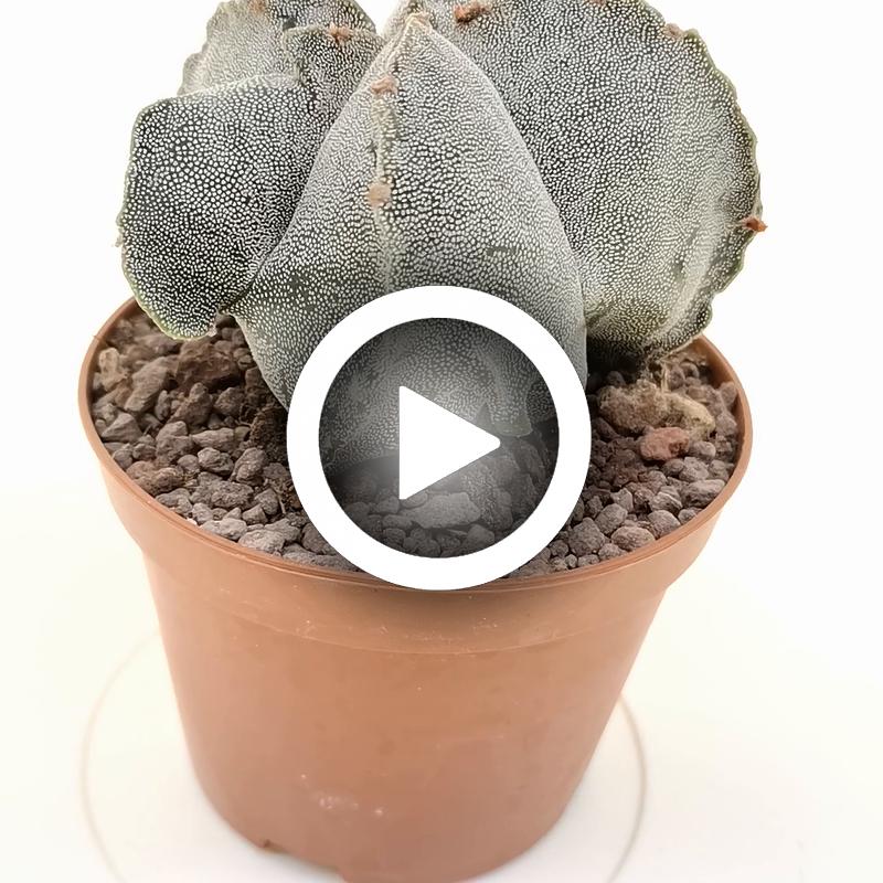 Astrophytum myriostigma cv. irregular ribs quadricostatum - Giromagi