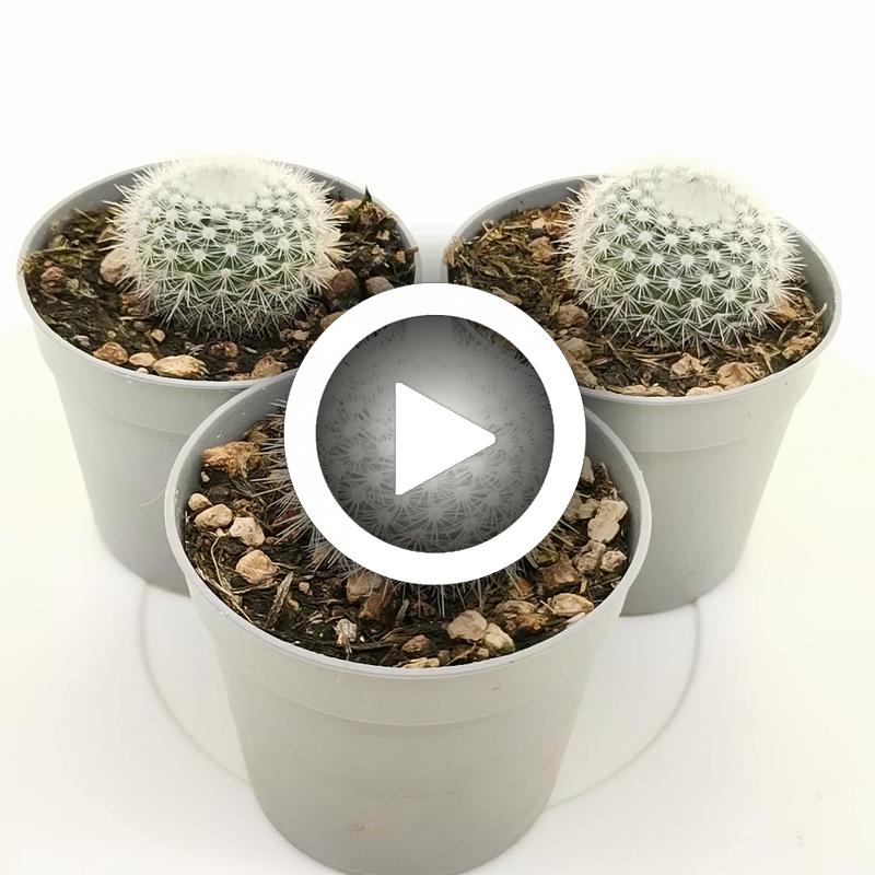 Notocactus scopa var. albispinus - Giromagi