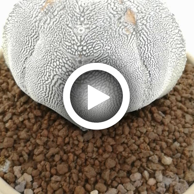 Astrophytum myriostigma cv. Onzuka Blind form V-type - Giromagi
