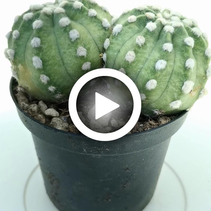 Echinopsis subdenudata f. variegata dicotomica - Giromagi