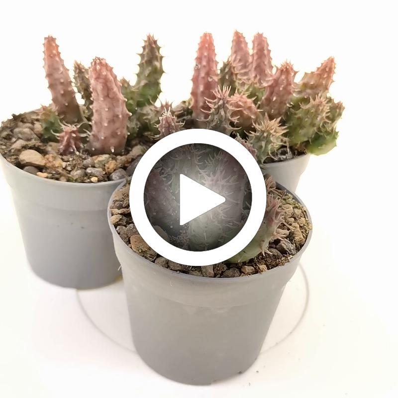 Huernia pillansii (matjiesfontein) - Giromagi