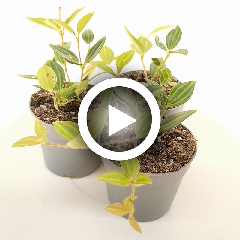 Peperomia angulata - Giromagi