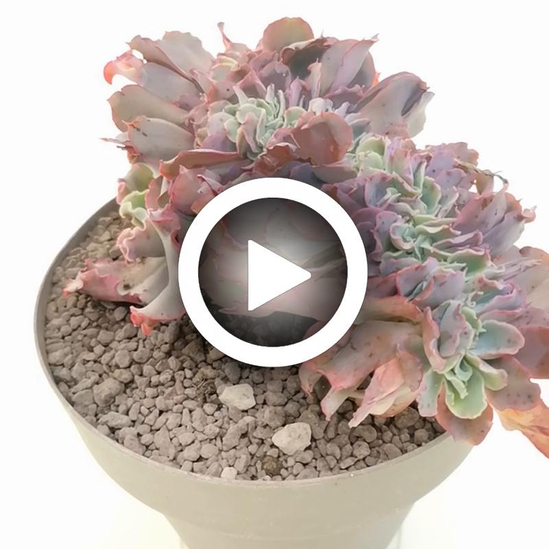 Echeveria 'Curly locks' f. crestata - Giromagi