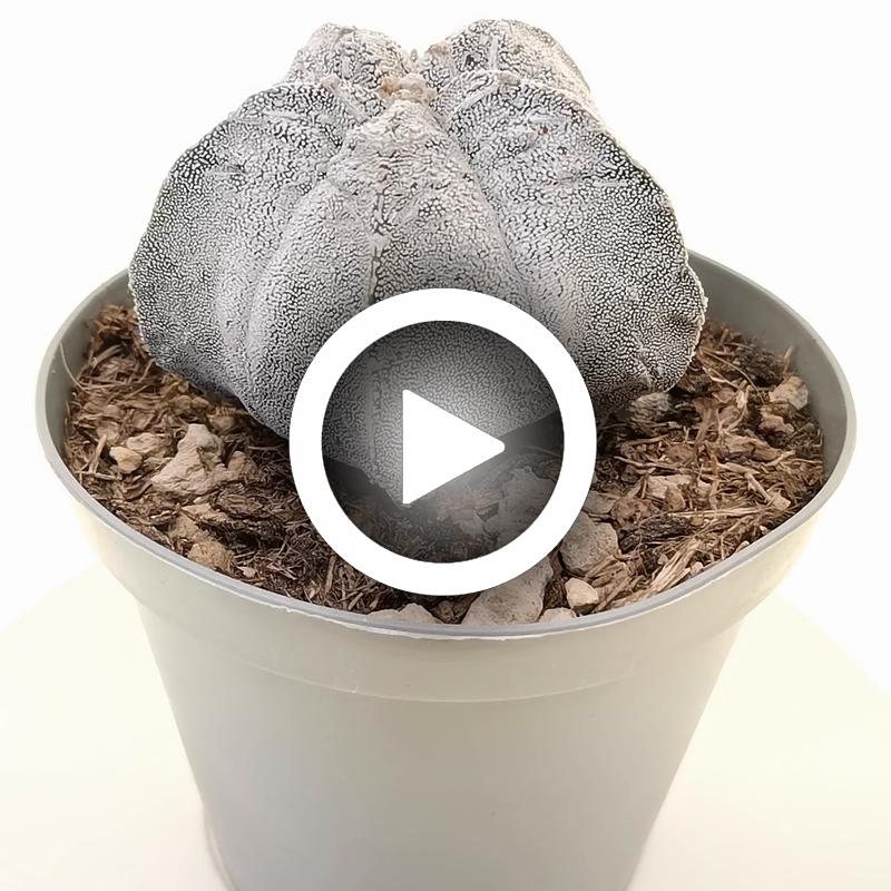 Astrophytum myriostigma cv. Onzuka Fukuryu (Type B) - Giromagi