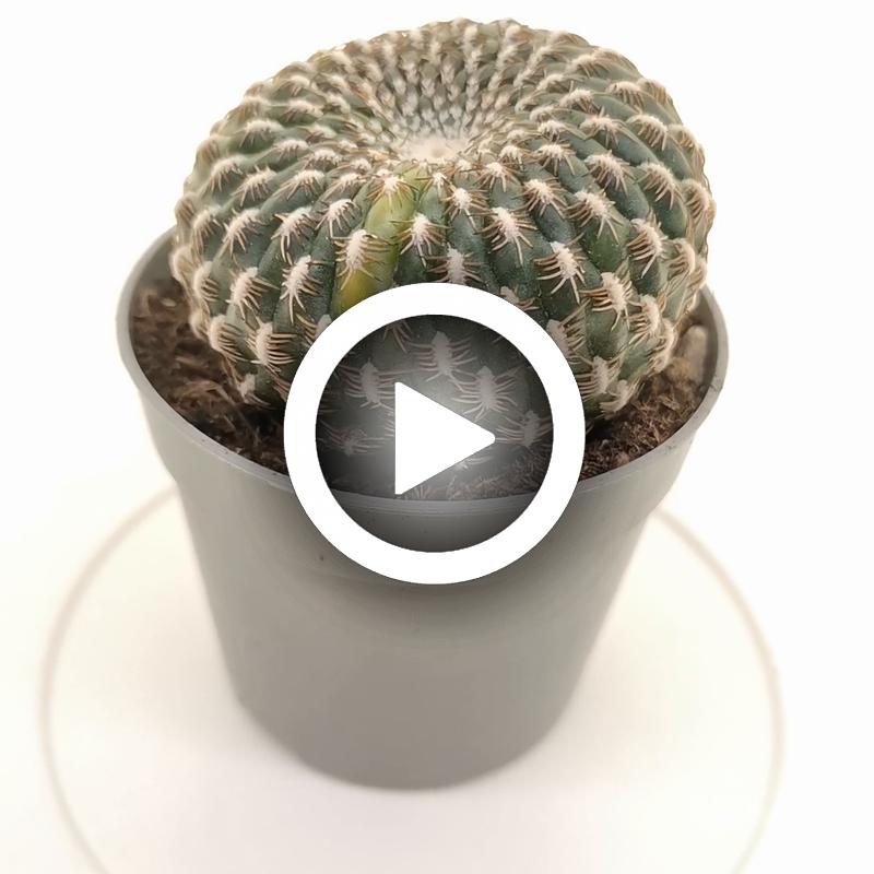 Sulcorebutia arenacea f. variegata - Giromagi