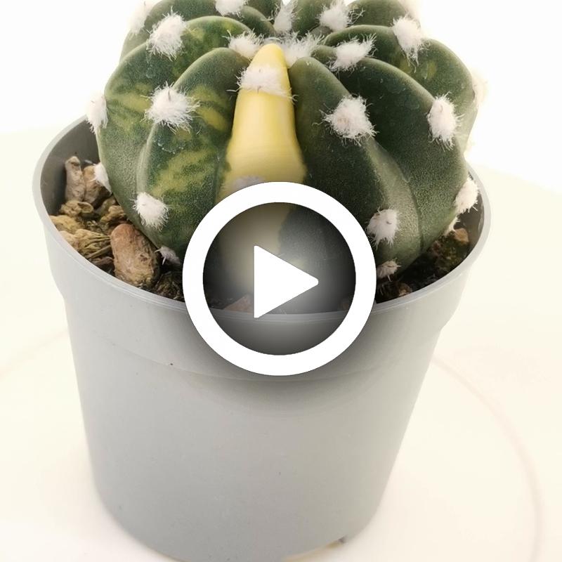 Echinopsis subdenudata f. variegata - Giromagi