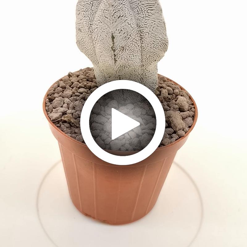 Astrophytum myriostigma cv. Onzuka columnare - Giromagi