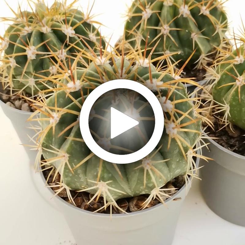 Melocactus maxonii - Giromagi