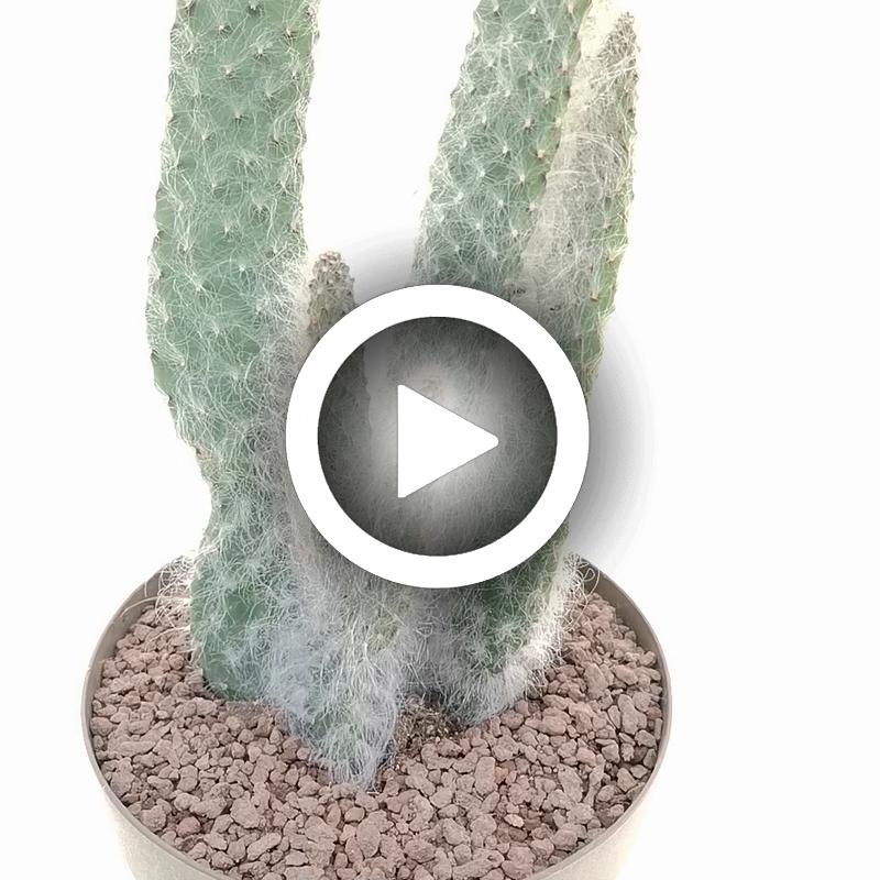 Opuntia engelmannii cv. Boskowitzii - Giromagi