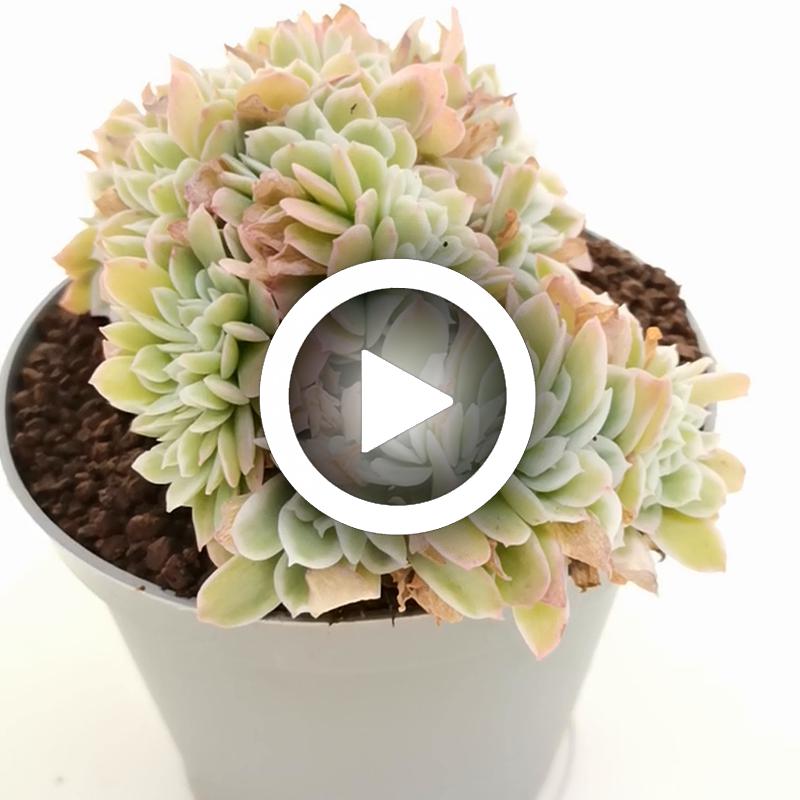 Echeveria 'Lemon Rose' f. variegata crestata - Giromagi
