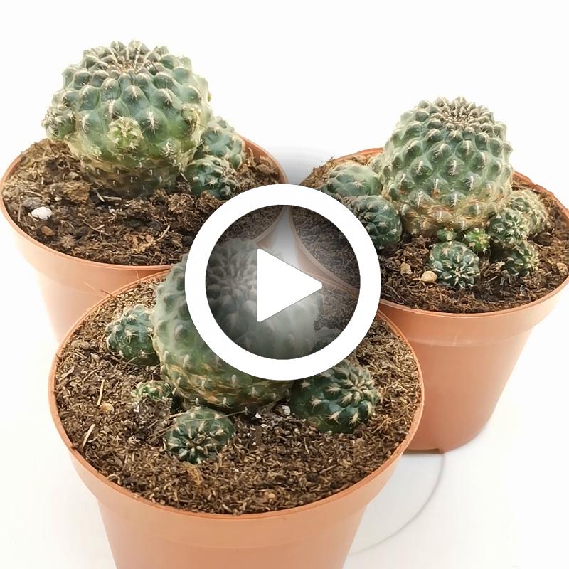 Sulcorebutia pasopayana - Giromagi