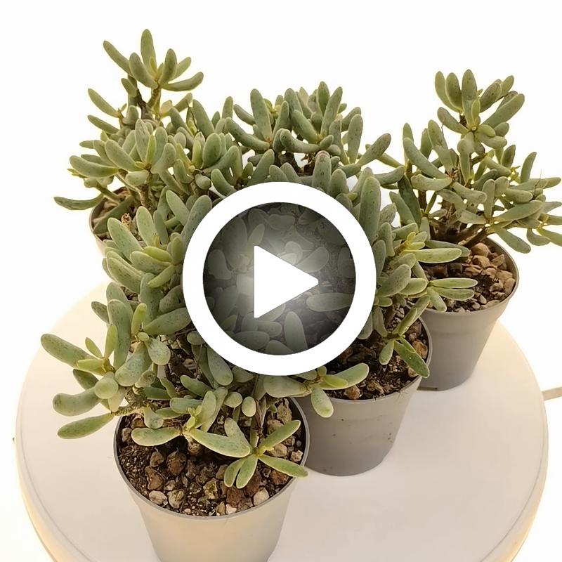 Tylecodon schaeferianus - Giromagi